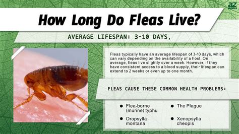 how long can fleas live without pets.